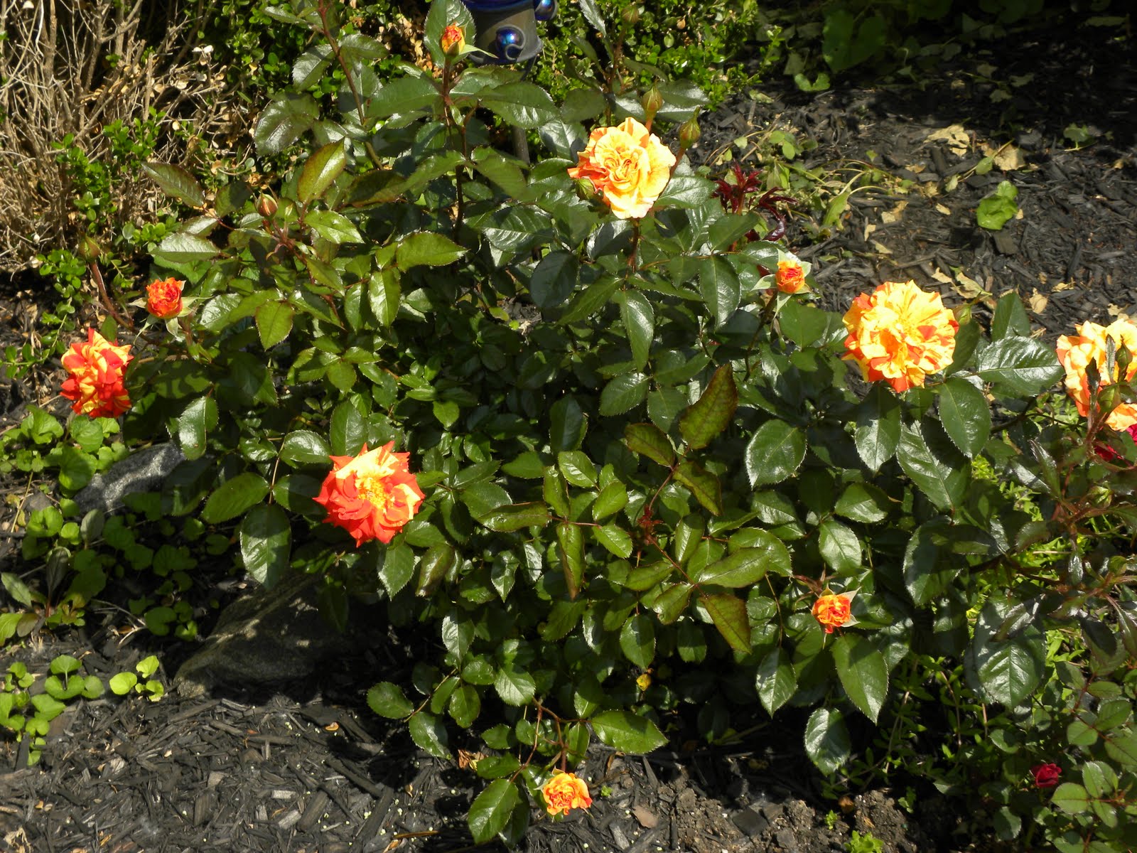 Роза Oranges and Lemons